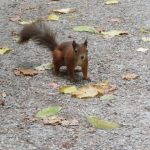 Eichhörnchen im Schlosspark Schönbrunn